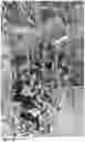 Fig. 47 - Lettuce variety ‘payday’