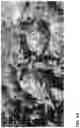 Fig. 48 - Lettuce variety ‘payday’