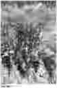 Fig. 54 - Lettuce variety ‘payday’
