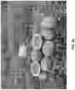 Fig. 04 - Watermelon variety ‘Red Amber’