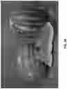 Fig. 05 - Watermelon variety ‘Red Amber’