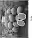 Fig. 06 - Watermelon variety ‘Red Amber’