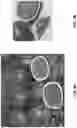 Fig. 08 - Watermelon variety ‘Red Amber’