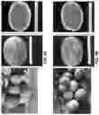 Fig. 09 - Watermelon variety ‘Red Amber’