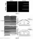 Fig. 04 - CONSTRUCTION METHOD FOR ANIMAL MODEL FOR RETINITIS PIGMENTOSA DISEASES AND APPLICATION
