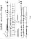 Fig. 11 - Animal Models and Therapeutic Molecules