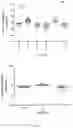 Fig. 39 - Animal Models and Therapeutic Molecules