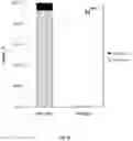 Fig. 51 - Animal Models and Therapeutic Molecules