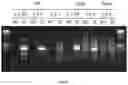 Fig. 54 - Animal Models and Therapeutic Molecules