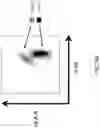Fig. 08 - GENETICALLY MODIFIED MAJOR HISTOCOMPATIBILITY COMPLEX ANIMALS