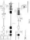 Fig. 13 - GENETICALLY MODIFIED MAJOR HISTOCOMPATIBILITY COMPLEX ANIMALS