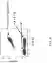 Fig. 10 - GENETICALLY MODIFIED MAJOR HISTOCOMPATIBILITY COMPLEX MICE
