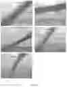 Fig. 03 - COMPOSITION AND METHOD FOR IMPROVING THE DEVELOPMENT OF PLANTS