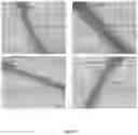 Fig. 08 - COMPOSITION AND METHOD FOR IMPROVING THE DEVELOPMENT OF PLANTS