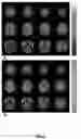 Fig. 03 - BIFIDOBACTERIUM LONGUM NCIMB 41676