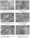 Fig. 02 - Phytochemical compositions used as disinfectants and food preservatives