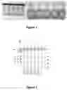 Fig. 02 - Method and Process of Enrichment of an Agave Fructan in a Prebiotic Drink