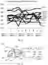 Fig. 07 - Tissue elasticity measurement