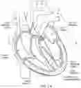 Fig. 02 - METHODS FOR CHARACTERIZING CARDIAC VALVES AND PROTHESES