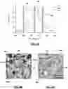 Fig. 06 - Biopsy device for coherent Raman imaging