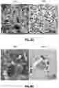 Fig. 13 - Biopsy device for coherent Raman imaging