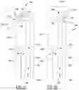 Fig. 26 - Biopsy device for coherent Raman imaging