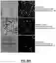 Fig. 34 - Biopsy device for coherent Raman imaging