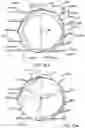 Fig. 10 - Prosthetic heart valve devices and associated systems and methods
