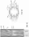 Fig. 26 - Prosthetic heart valve devices and associated systems and methods