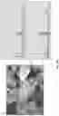 Fig. 22 - Bioactive soft tissue implant and methods of manufacture and use thereof