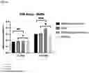 Fig. 19 - Applications and formulations of optimized, modified human embryonic fertility culture media with biguanides and/or functional equivalents