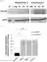 Fig. 11 - Systemic Delivery of Polypeptides