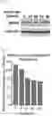 Fig. 19 - Systemic Delivery of Polypeptides
