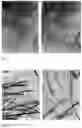 Fig. 03 - Skin care product made from camellia sinensis and method of making the same