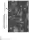Fig. 08 - Enteric hard capsule
