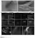 Fig. 06 - LIPOSOMAL COATED NANOPARTICLES FOR IMMUNOTHERAPY APPLICATIONS