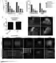 Fig. 07 - LIPOSOMAL COATED NANOPARTICLES FOR IMMUNOTHERAPY APPLICATIONS
