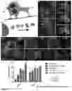 Fig. 09 - LIPOSOMAL COATED NANOPARTICLES FOR IMMUNOTHERAPY APPLICATIONS
