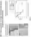 Fig. 09 - Curcuphenol compounds for increasing MHC-I expression