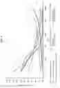 Fig. 06 - BONE GRAFT MATERIAL WITH 4-HEXYLRESORCINOL THAT AFFECTS BONE FORMATION