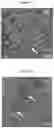 Fig. 12 - Anti-cancer azole compounds