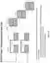 Fig. 10 - ADMINISTRATION OF DEUTERATED CFTR POTENTIATORS