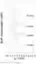Fig. 06 - OPIOID FORMULATIONS