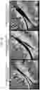 Fig. 31 - NANOCARRIERS AND THEIR PROCESSING FOR DIAGNOSTICS AND THERAPEUTICS