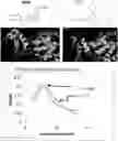 Fig. 01 - METHOD OF TREATING NEURODEGENERATIVE DISORDERS BY RESCUING ALPHA-SYNUCLEIN TOXICITY