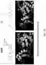 Fig. 02 - METHOD OF TREATING NEURODEGENERATIVE DISORDERS BY RESCUING ALPHA-SYNUCLEIN TOXICITY