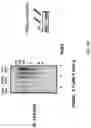 Fig. 10 - METHOD OF TREATING NEURODEGENERATIVE DISORDERS BY RESCUING ALPHA-SYNUCLEIN TOXICITY