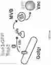 Fig. 38 - METHOD OF TREATING NEURODEGENERATIVE DISORDERS BY RESCUING ALPHA-SYNUCLEIN TOXICITY