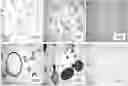 Fig. 01 - Injectable Hormone Formulations for Estrous Cycle Control in Mammals, its Manufacturing Process, Estrous Cycle Control and Puberty Triggering Methods, and Pregnancy Enhancement in Mammals