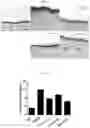 Fig. 10 - Composition for treating atopic dermatitis